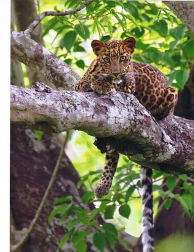 Bandipur India Hotel Promo descuento booking.com